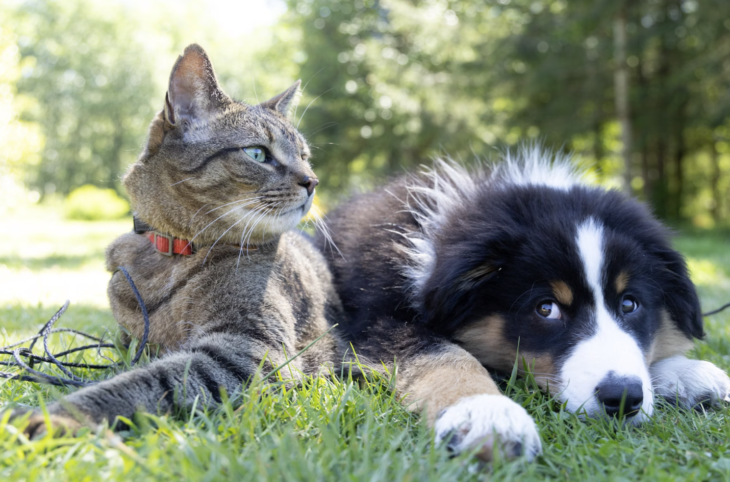 Neden hayvanlar yem yerken kediler, köpekler mama yer?